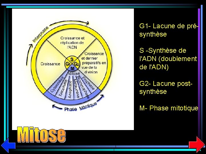 G 1 - Lacune de présynthèse S -Synthèse de l'ADN (doublement de l'ADN) G