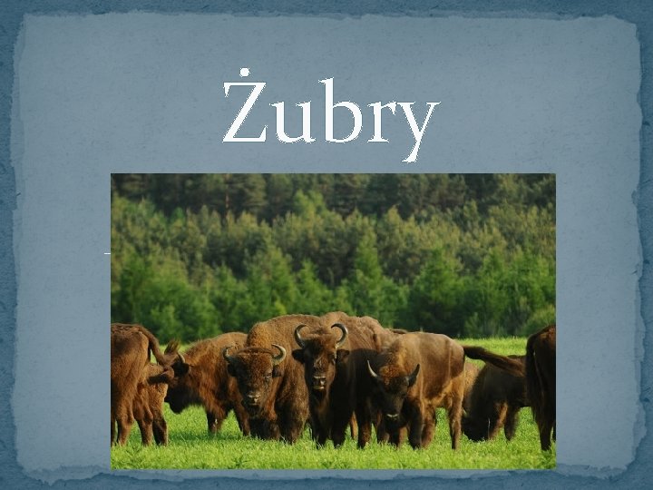 Żubry 