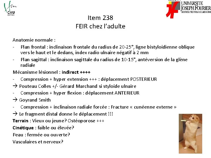 Item 238 FEIR chez l’adulte Anatomie normale : - Plan frontal : inclinaison frontale