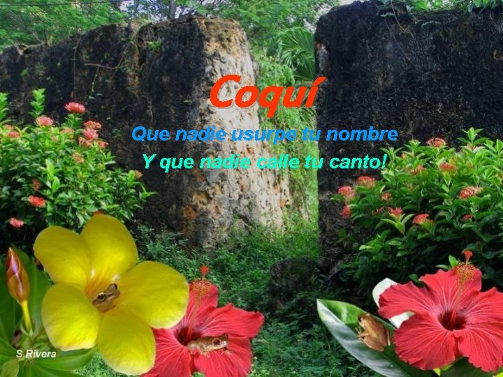 Coquí Que nadie usurpe tu nombre Y que nadie calle tu canto! 