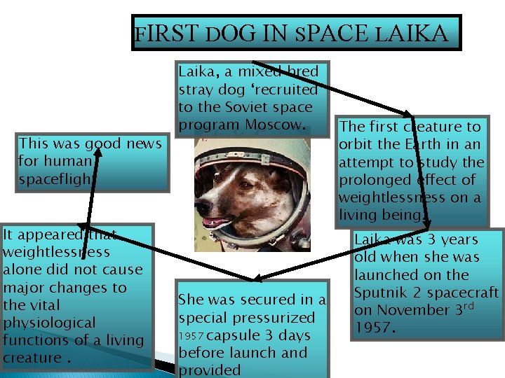 FIRST DOG IN SPACE LAIKA This was good news for human spaceflight It appeared