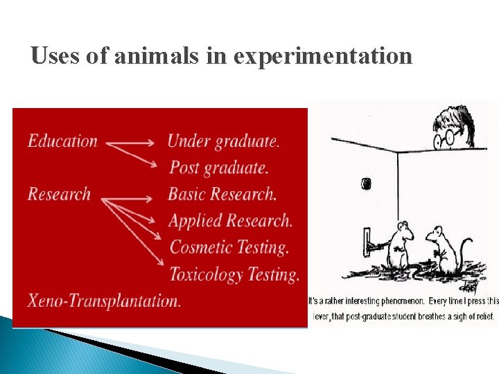 Uses of animals in experimentation 