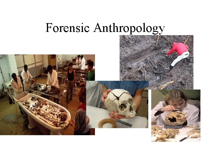 Forensic Anthropology. 