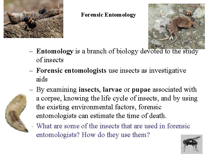 Forensic Entomology – Entomology is a branch of biology devoted to the study of