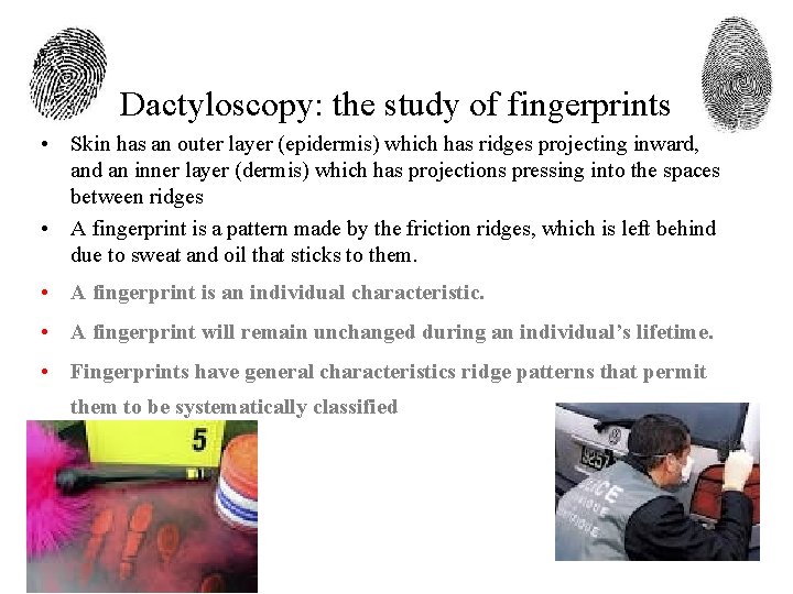 Dactyloscopy: the study of fingerprints • Skin has an outer layer (epidermis) which has