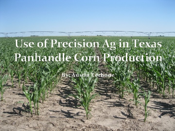 Use of Precision Ag in Texas Panhandle Corn Production By: Austin Terhune 