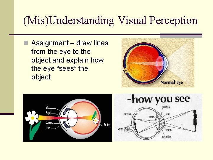 (Mis)Understanding Visual Perception n Assignment – draw lines from the eye to the object
