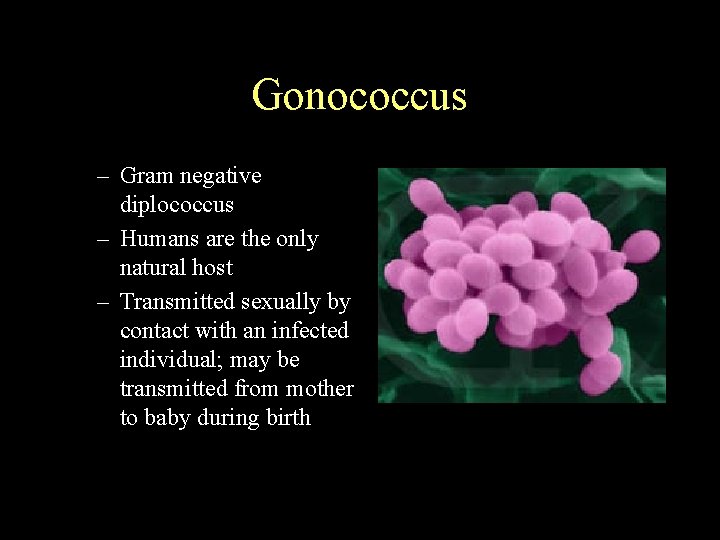 Gonococcus – Gram negative diplococcus – Humans are the only natural host – Transmitted