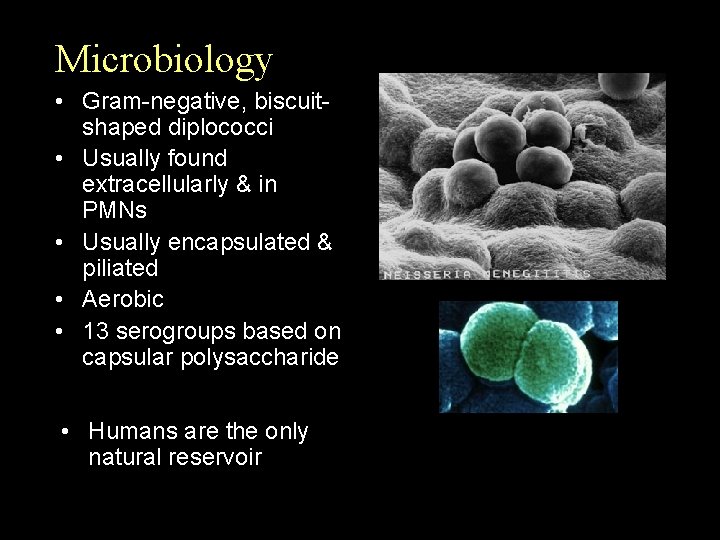 Microbiology • Gram-negative, biscuitshaped diplococci • Usually found extracellularly & in PMNs • Usually