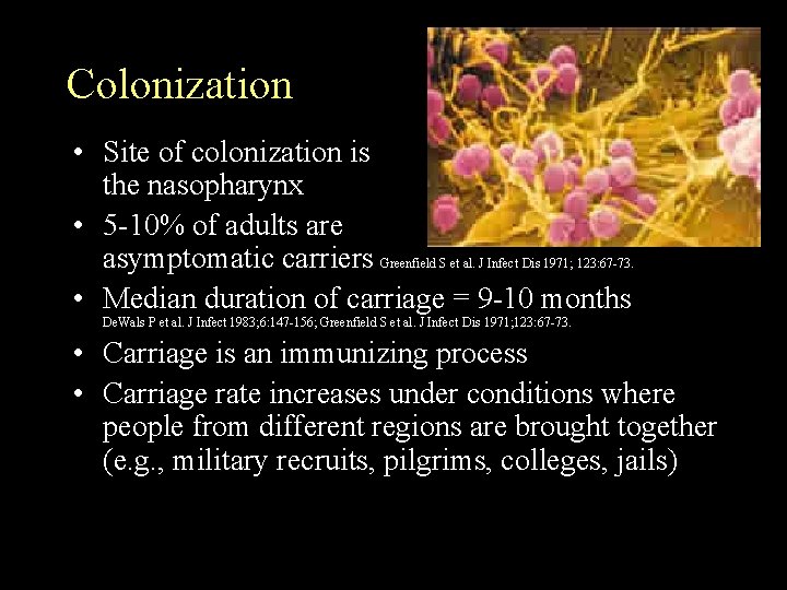 Colonization • Site of colonization is the nasopharynx • 5 -10% of adults are