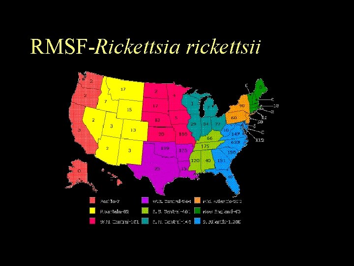 RMSF-Rickettsia rickettsii 