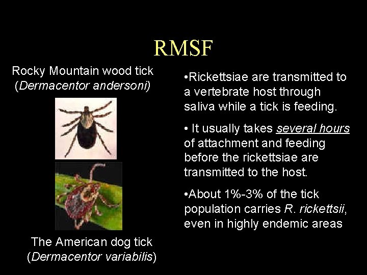 RMSF Rocky Mountain wood tick (Dermacentor andersoni) • Rickettsiae are transmitted to a vertebrate