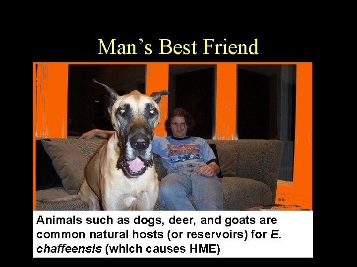 Man’s Best Friend Animals such as dogs, deer, and goats are common natural hosts