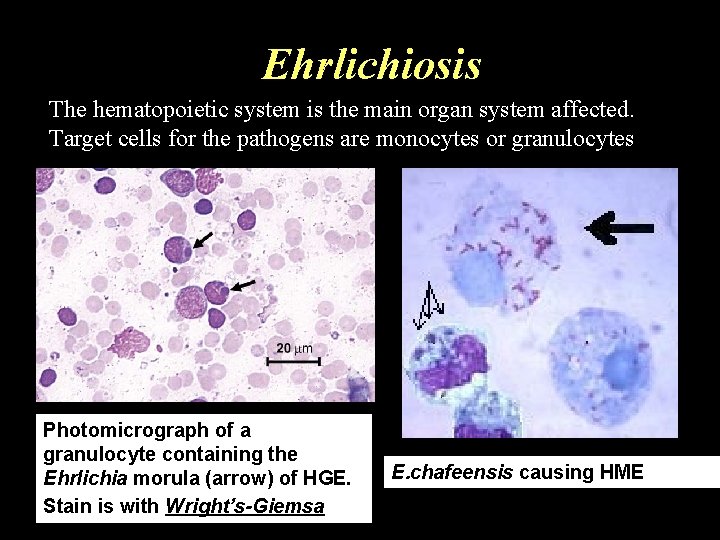 Ehrlichiosis The hematopoietic system is the main organ system affected. Target cells for the