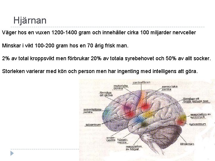 Hjärnan Väger hos en vuxen 1200 -1400 gram och innehåller cirka 100 miljarder nervceller