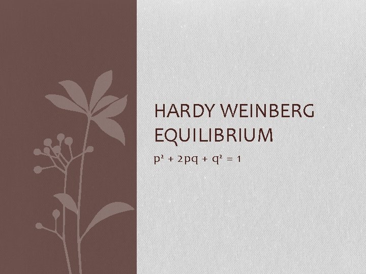 HARDY WEINBERG EQUILIBRIUM p 2 + 2 pq + q 2 = 1 