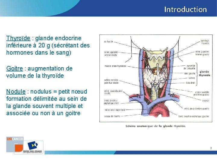 Introduction Thyroïde : glande endocrine inférieure à 20 g (sécrétant des hormones dans le Introduction Thyroïde : glande endocrine inférieure à 20 g (sécrétant des hormones dans le