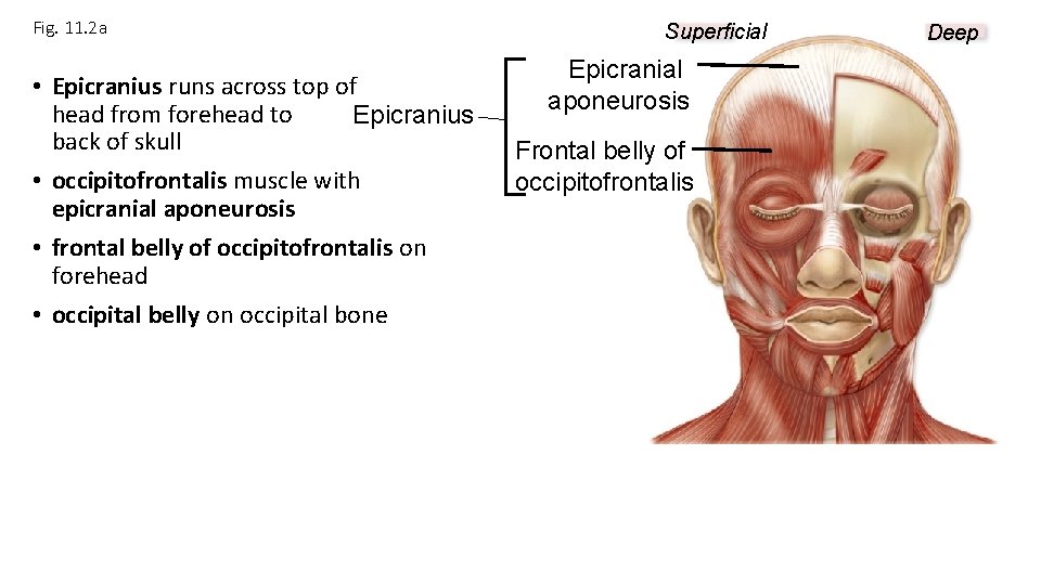 Fig. 11. 2 a • Epicranius runs across top of head from forehead to