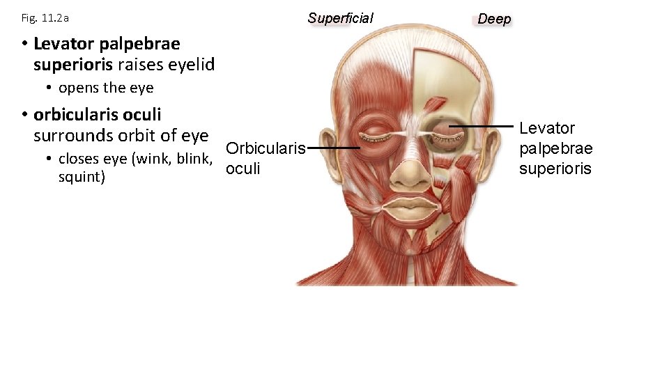 Fig. 11. 2 a Superficial Deep • Levator palpebrae superioris raises eyelid • opens