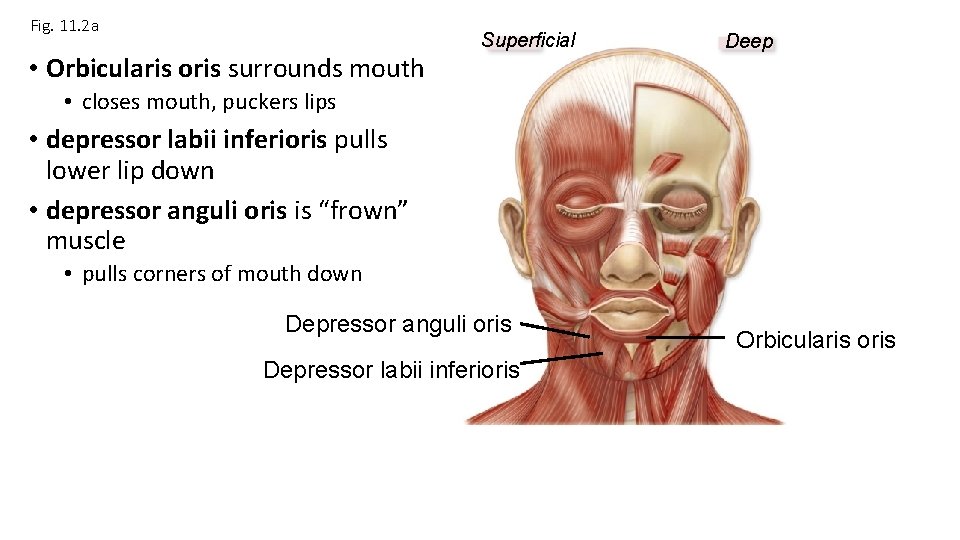 Fig. 11. 2 a • Orbicularis oris surrounds mouth Superficial Deep • closes mouth,