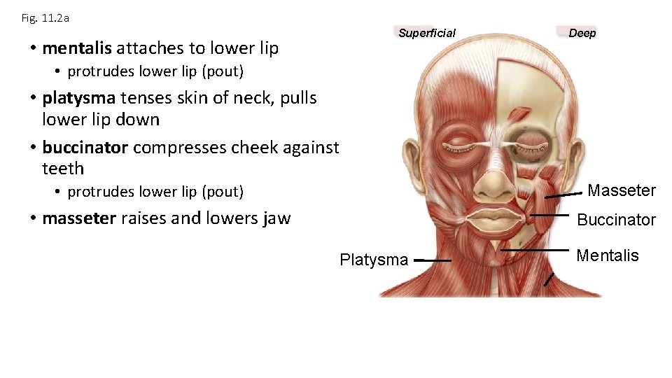 Fig. 11. 2 a • mentalis attaches to lower lip Superficial Deep • protrudes