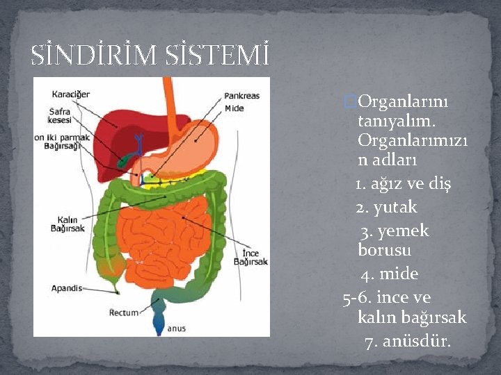 SİNDİRİM SİSTEMİ �Organlarını tanıyalım. Organlarımızı n adları 1. ağız ve diş 2. yutak 3.