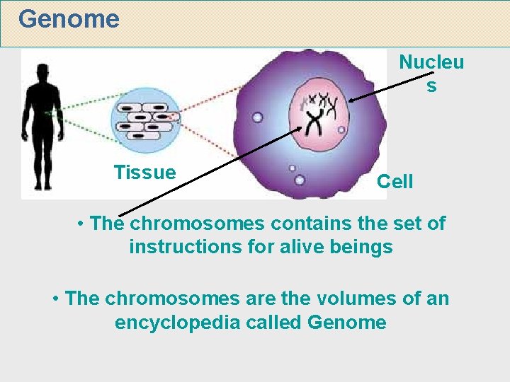 Genome Nucleu s Tissue Cell • The chromosomes contains the set of instructions for Genome Nucleu s Tissue Cell • The chromosomes contains the set of instructions for