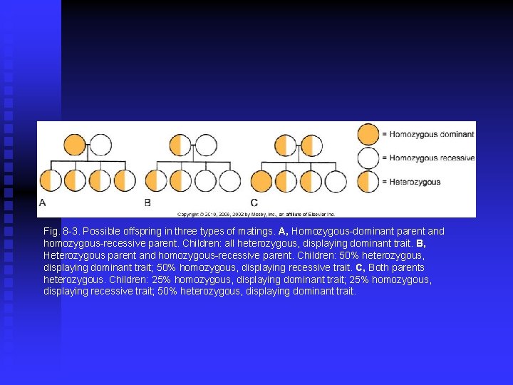 Fig. 8 -3. Possible offspring in three types of matings. A, Homozygous-dominant parent and Fig. 8 -3. Possible offspring in three types of matings. A, Homozygous-dominant parent and