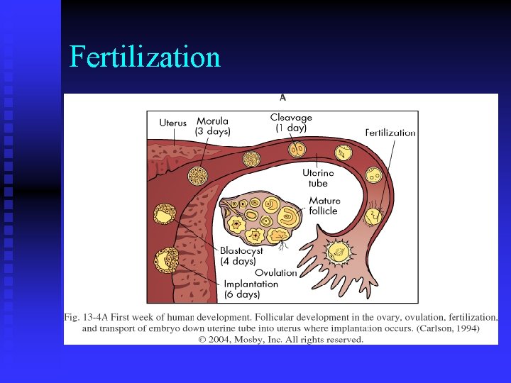 Fertilization Fertilization