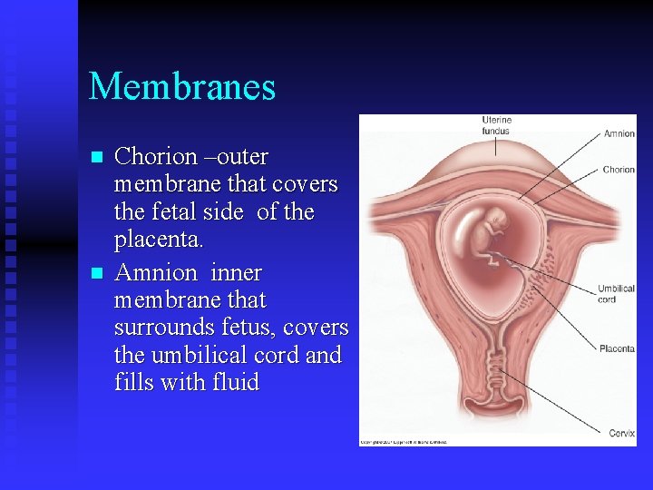 Membranes n n Chorion –outer membrane that covers the fetal side of the placenta. Membranes n n Chorion –outer membrane that covers the fetal side of the placenta.