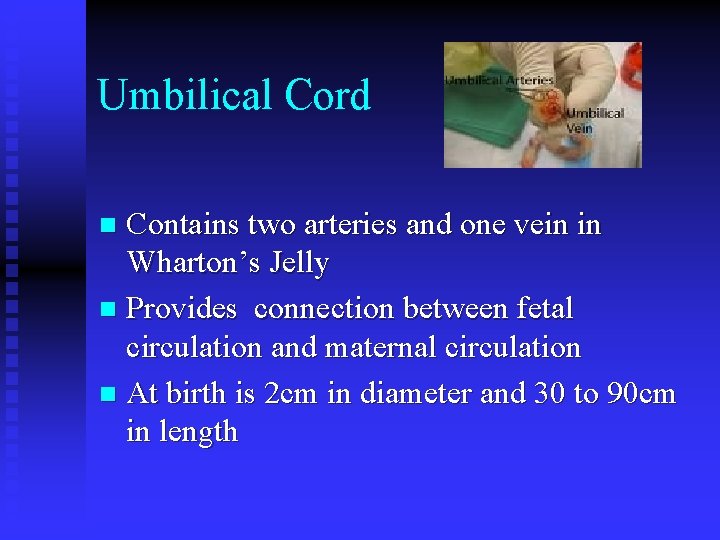 Umbilical Cord Contains two arteries and one vein in Wharton’s Jelly n Provides connection Umbilical Cord Contains two arteries and one vein in Wharton’s Jelly n Provides connection
