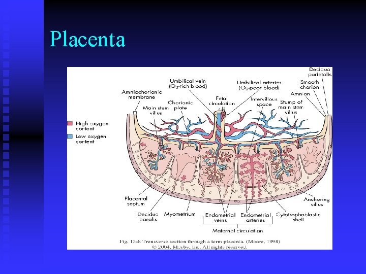 Placenta Placenta