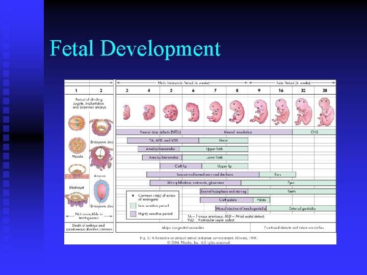 Fetal Development Fetal Development