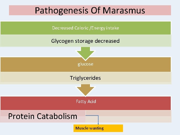 Pathogenesis Of Marasmus Decreased Caloric /Energy intake Glycogen storage decreased glucose Triglycerides Fatty Acid