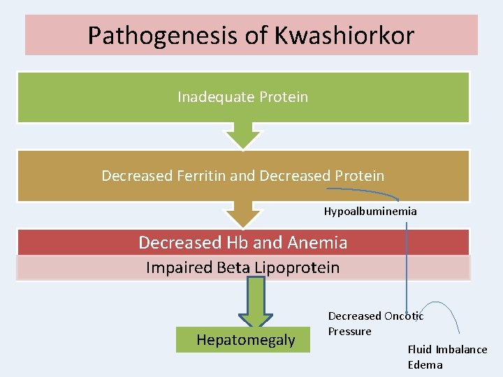 Pathogenesis of Kwashiorkor Inadequate Protein Decreased Ferritin and Decreased Protein Hypoalbuminemia Decreased Hb and