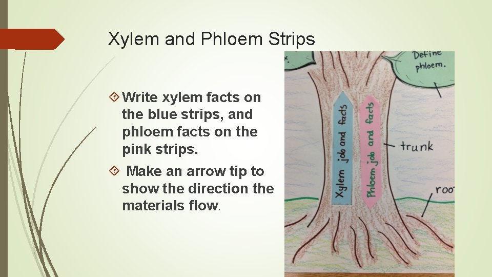 Xylem and Phloem Strips Write xylem facts on the blue strips, and phloem facts