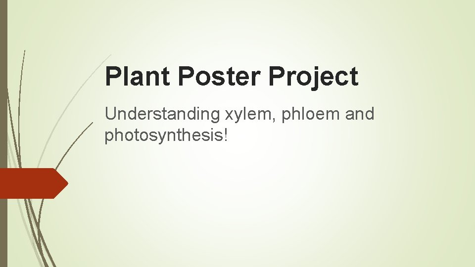 Plant Poster Project Understanding xylem, phloem and photosynthesis! 