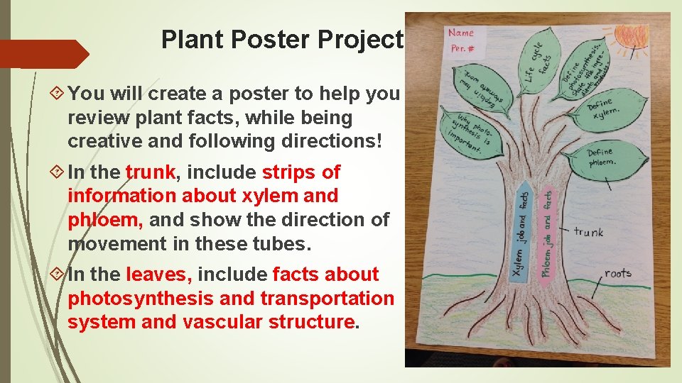 Plant Poster Project You will create a poster to help you review plant facts,