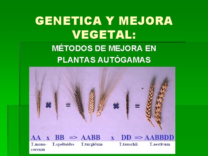 GENETICA Y MEJORA VEGETAL: MÉTODOS DE MEJORA EN PLANTAS AUTÓGAMAS 