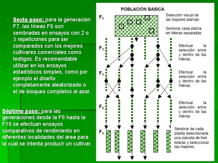 Sexto paso: para la generación F 7, las líneas F 6 son sembradas en