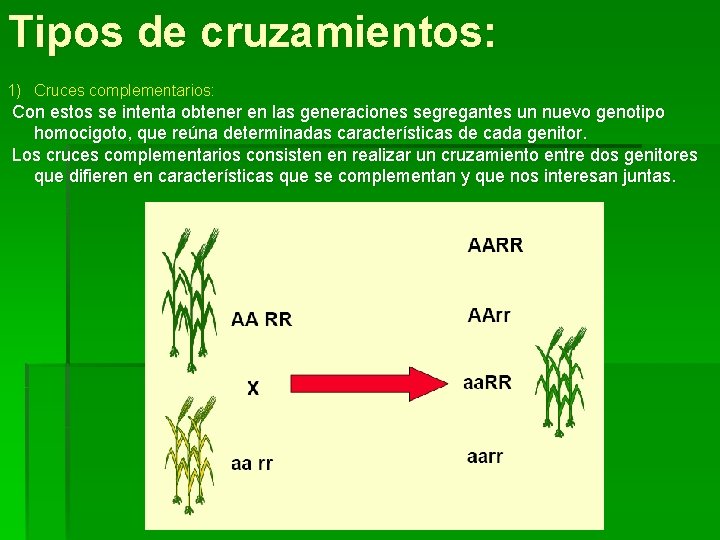 Tipos de cruzamientos: 1) Cruces complementarios: Con estos se intenta obtener en las generaciones