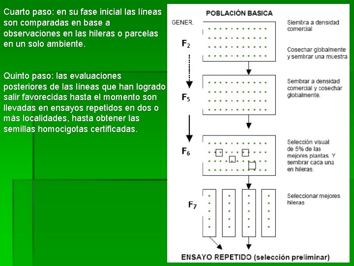 Cuarto paso: en su fase inicial las líneas son comparadas en base a observaciones