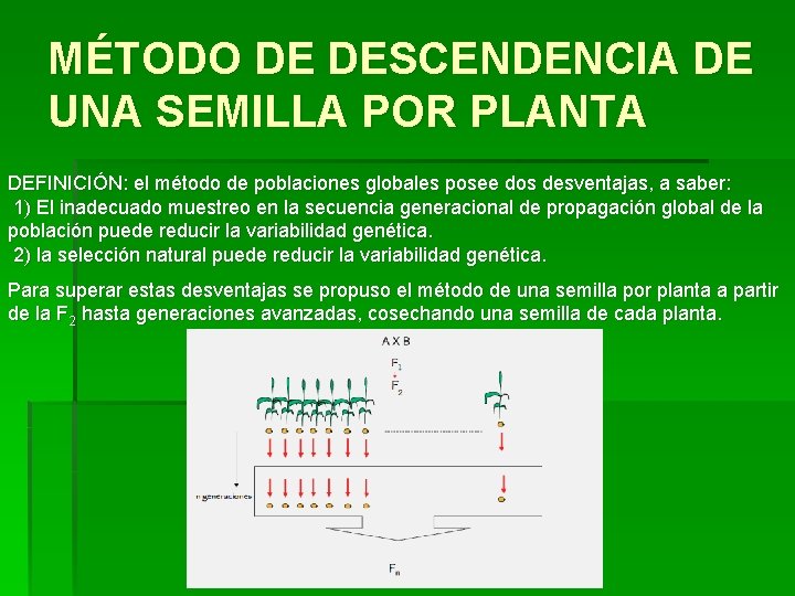 MÉTODO DE DESCENDENCIA DE UNA SEMILLA POR PLANTA DEFINICIÓN: el método de poblaciones globales