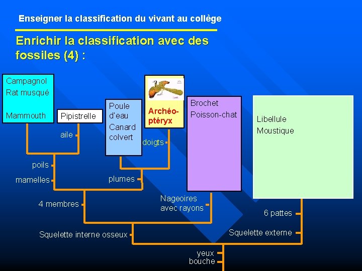 Enseigner la classification du vivant au collège Enseigner la classification du vivant Enrichir la