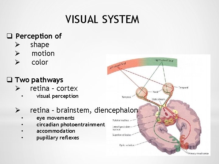 VISUAL SYSTEM q Perception of shape motion color