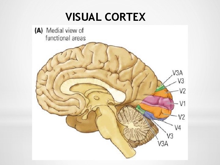 VISUAL CORTEX 