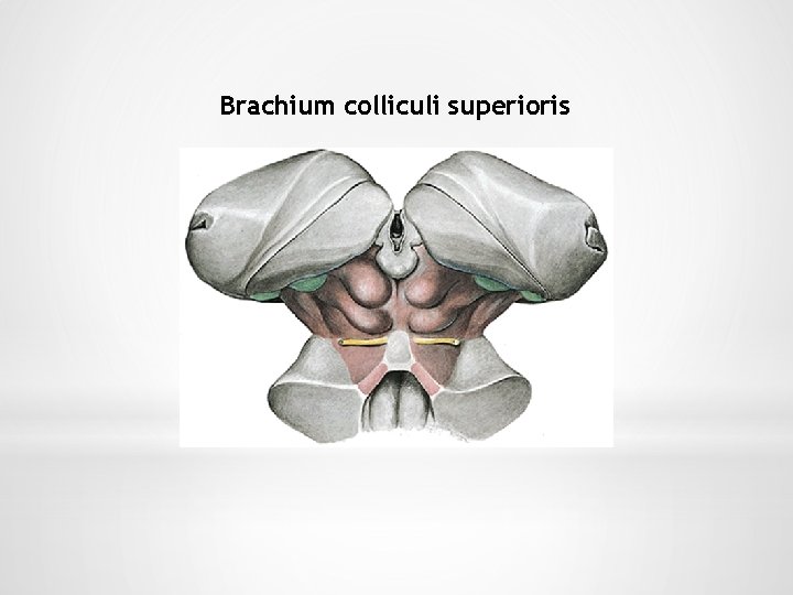 Brachium colliculi superioris 