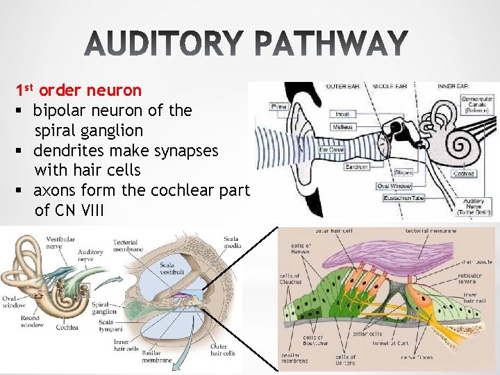 1 st order neuron § bipolar neuron of the spiral ganglion § dendrites make