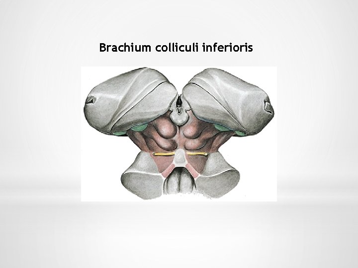 Brachium colliculi inferioris 