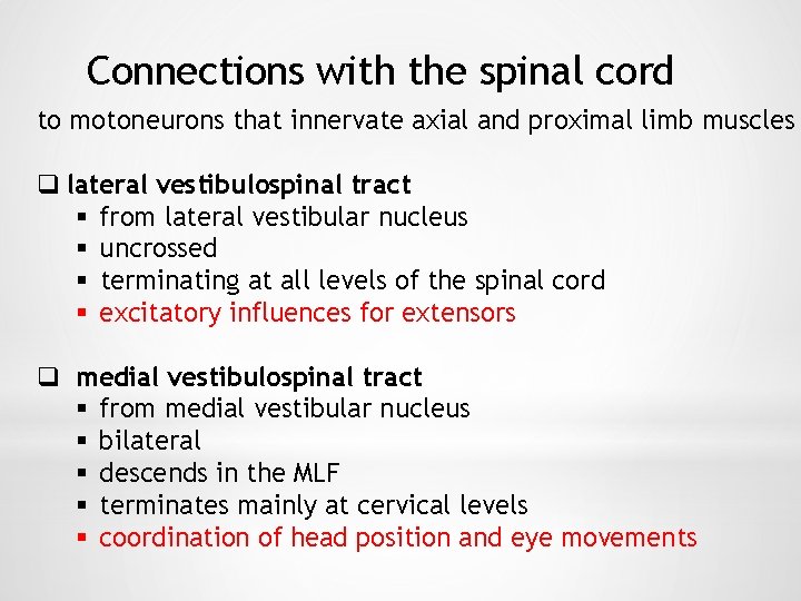 Connections with the spinal cord to motoneurons that innervate axial and proximal limb muscles
